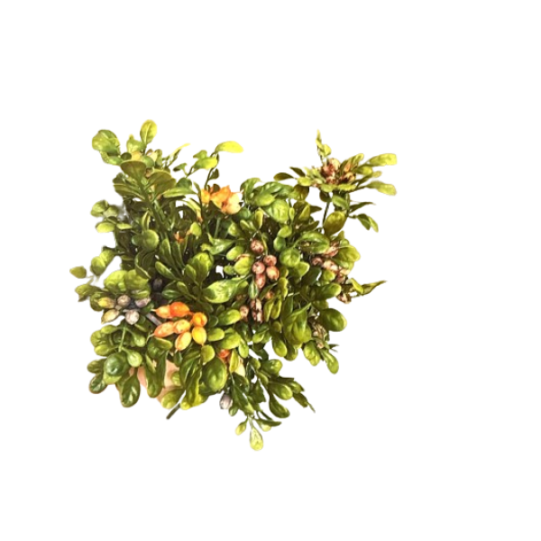 Ld Buchet Planta Buxus